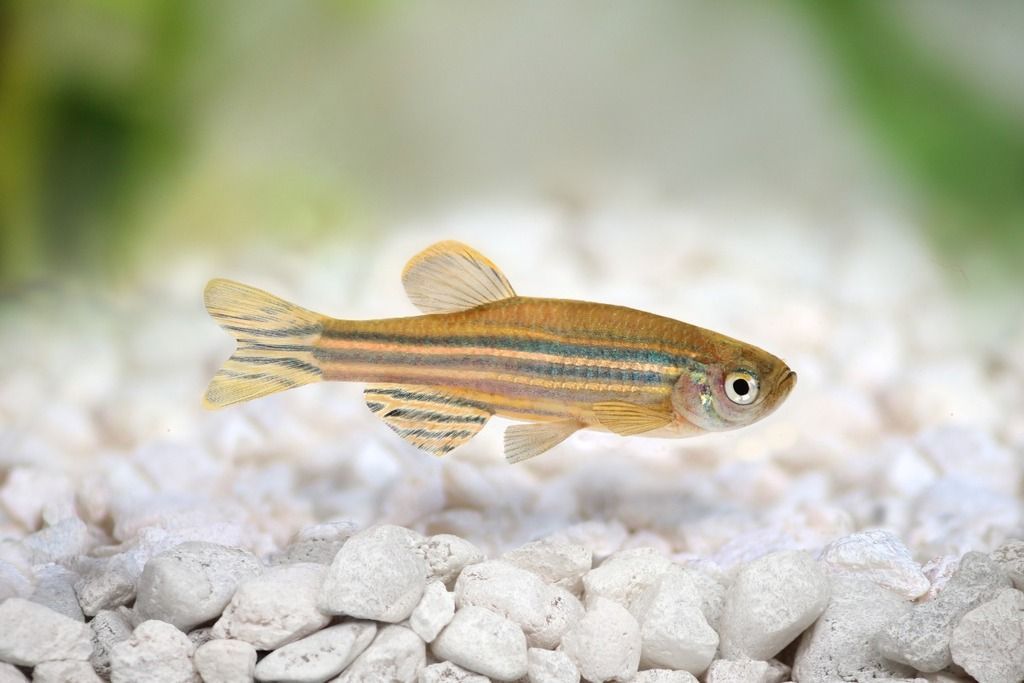 single zebrafish adult aquarium