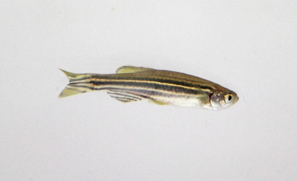 single zebrafish