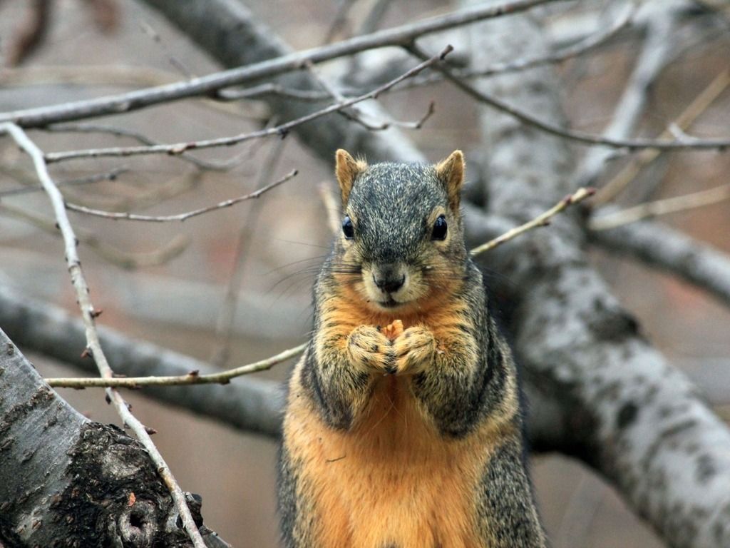 squirrel eating in a tree