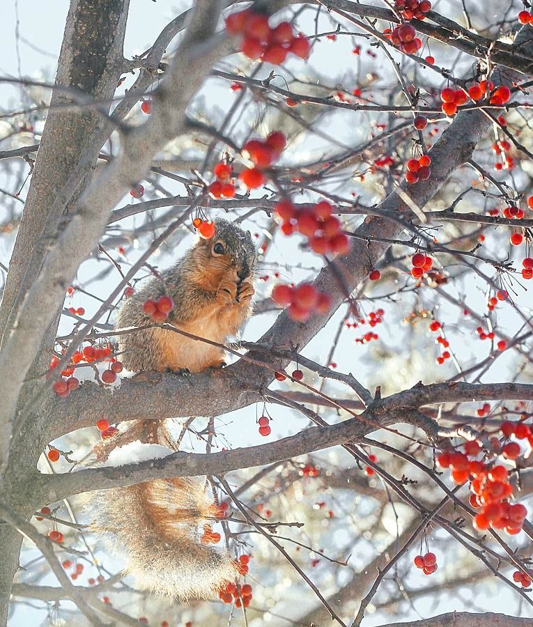 Squirrel eating in tree