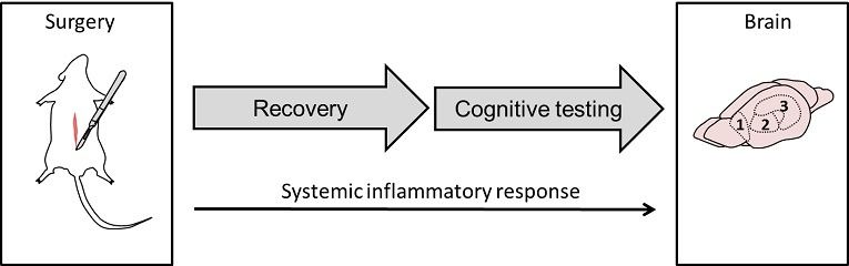 systemic inflammatory response