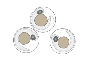 toxicology embryos zebrafish drawing