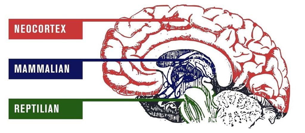 triune brain