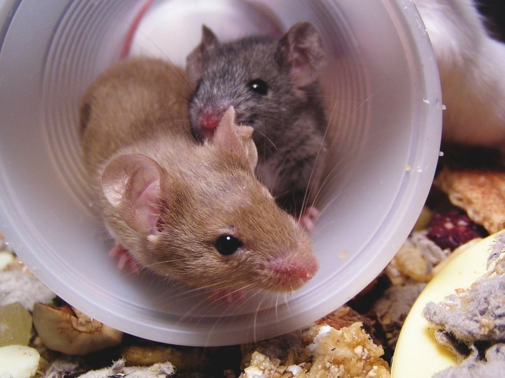 two brown mice in a tube