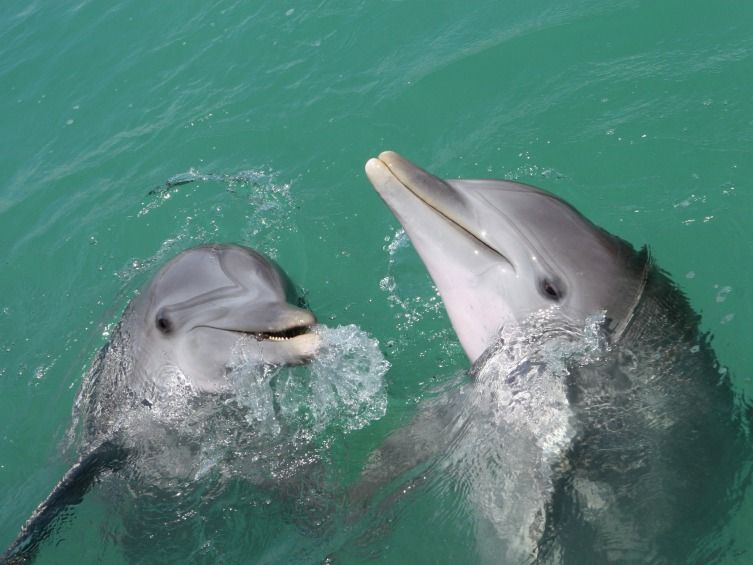 two dolphins