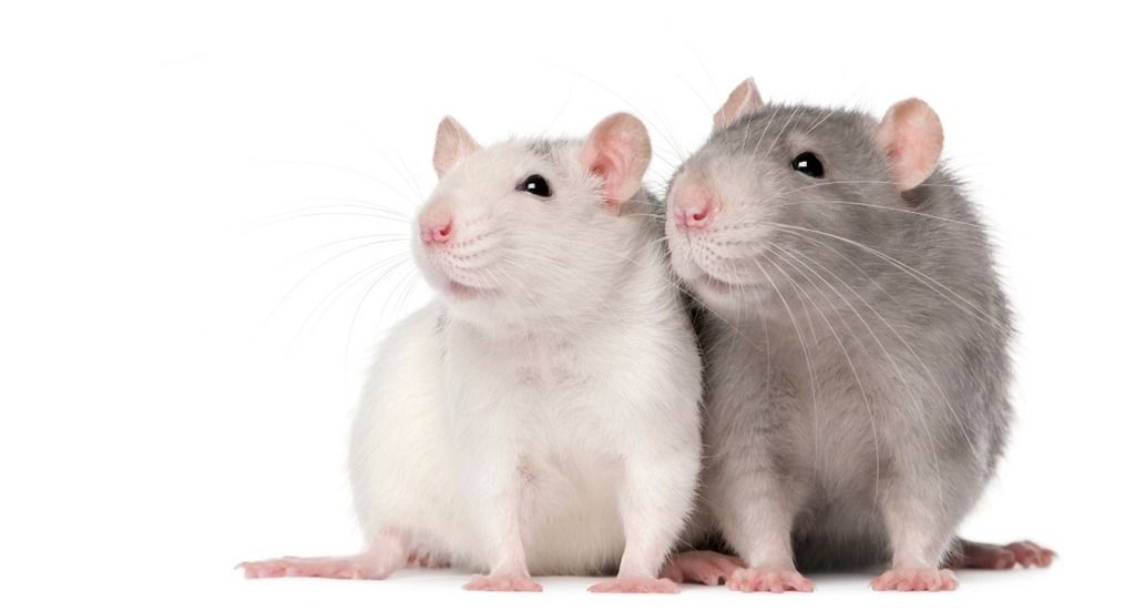 two rats white grey close together social