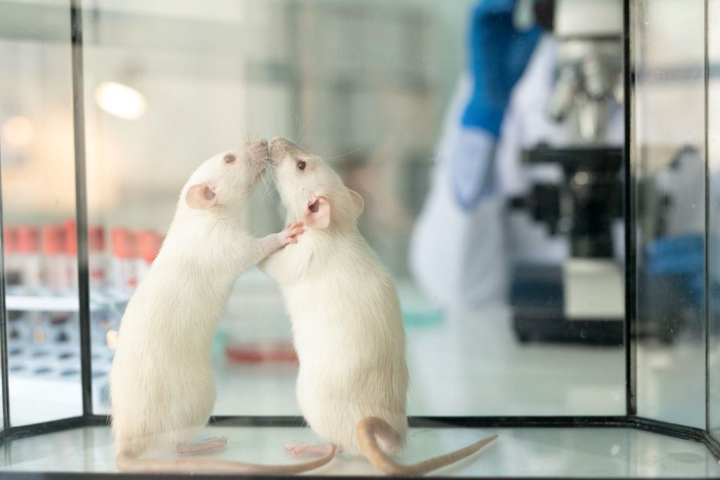 two white rats sniffing rearing