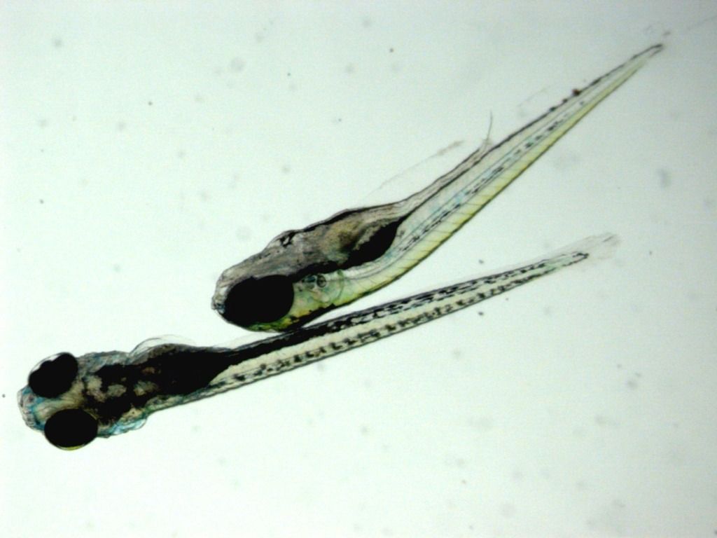 two zebrafish larvae