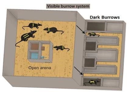 visible burrow system mice open area