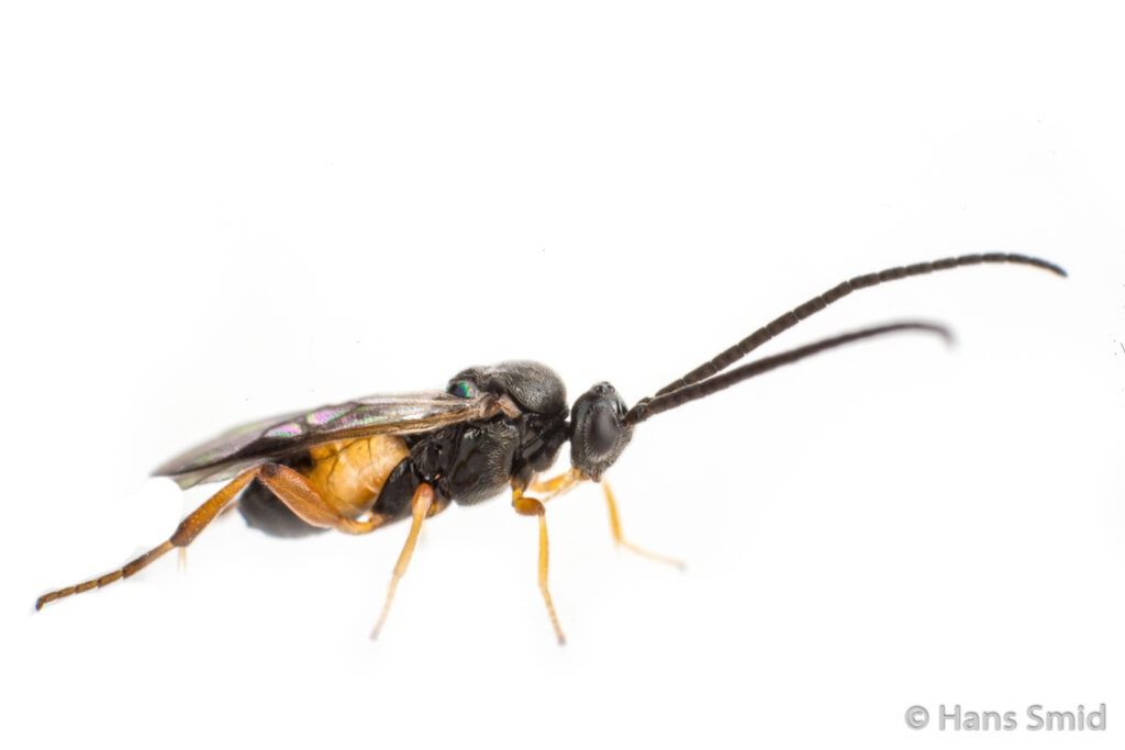 wasp-Cotesia-congregata-white-background