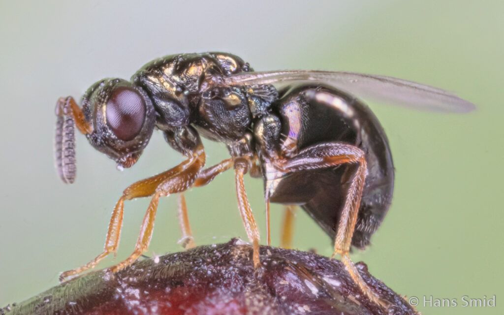 wasp-Nasonia-vitripennis