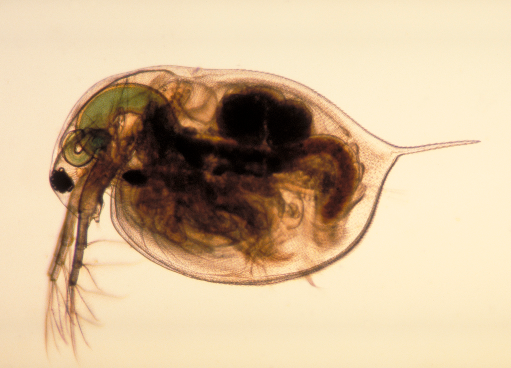 Water flea