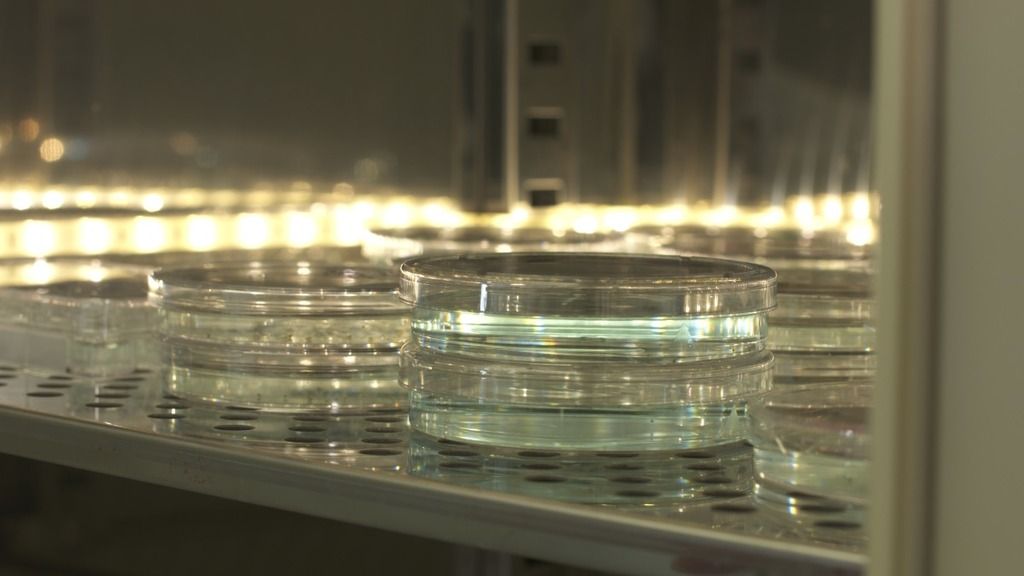 well plate petri dish zebrafish