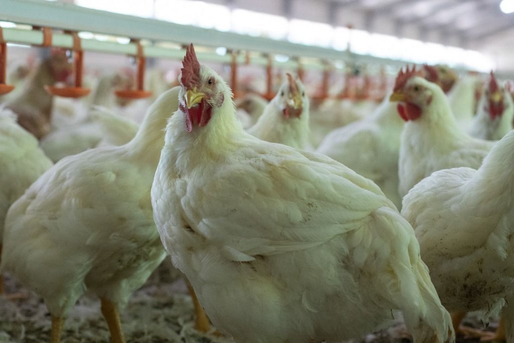 white chicken in barn