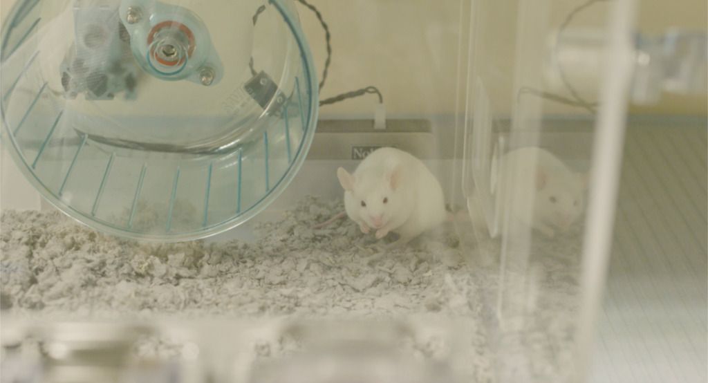 white mouse in cage with running wheel