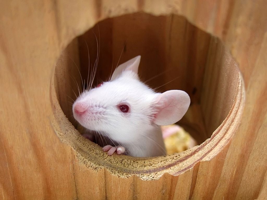 white mouse looking through a hole