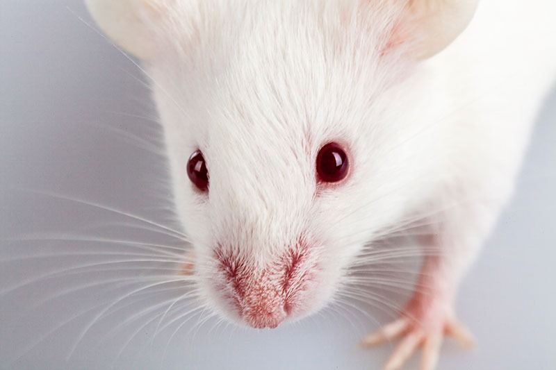 white rat close-up