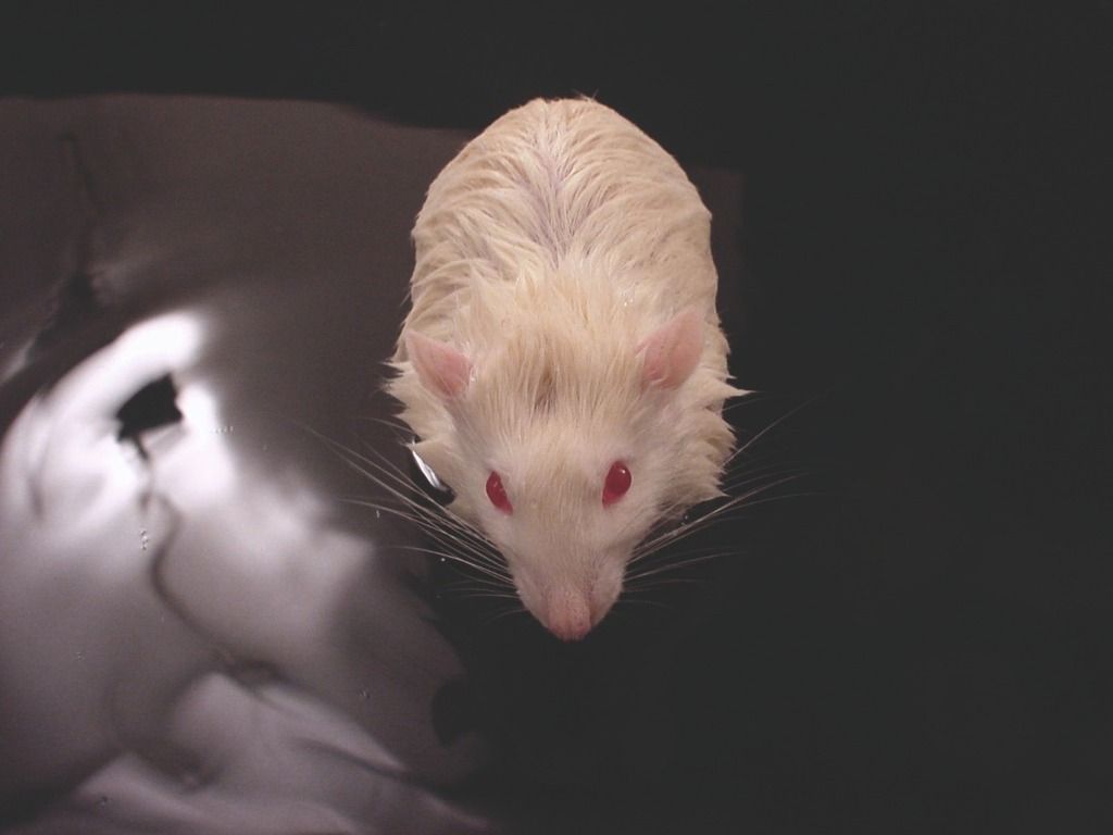 white rat in a water maze