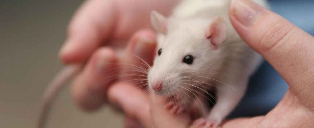 White rat in hands