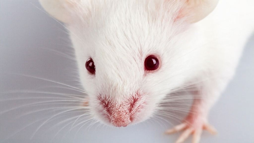 White rat red eyes gray background for movies