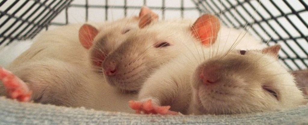 White rat sleeping in cage