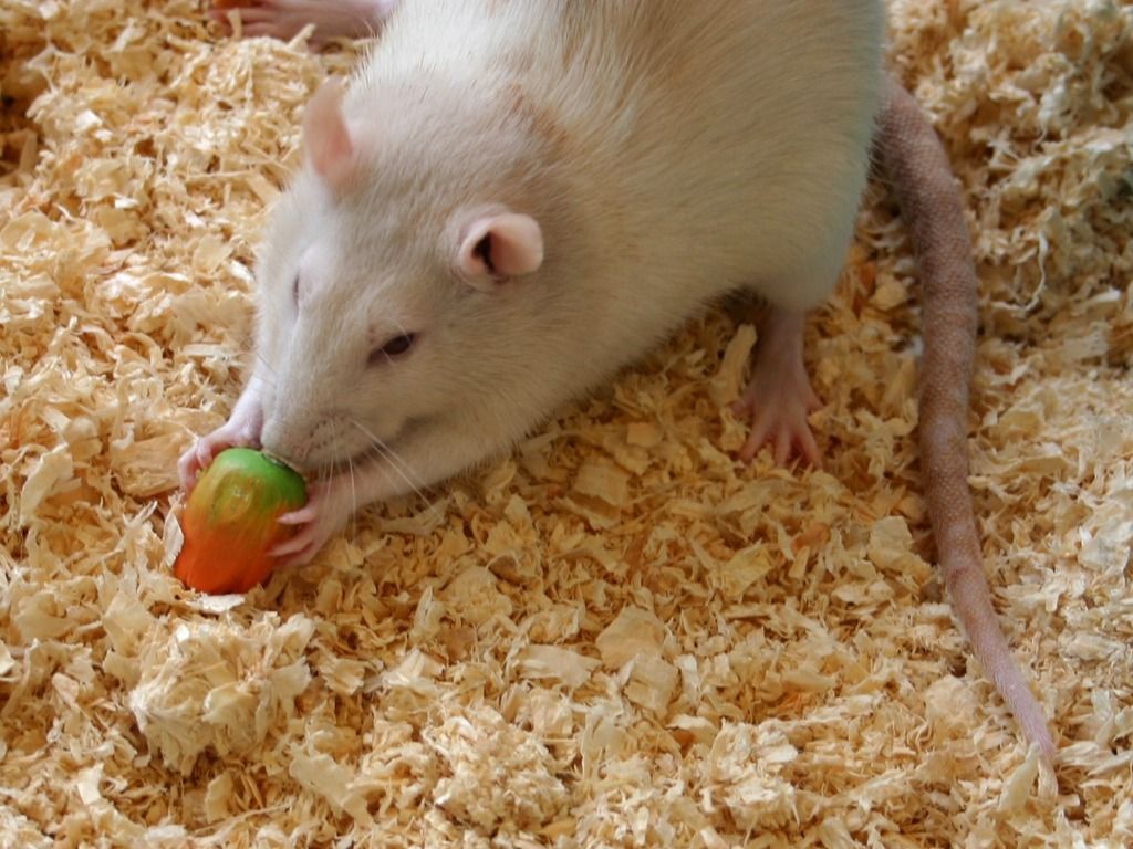 white rat with a novel object