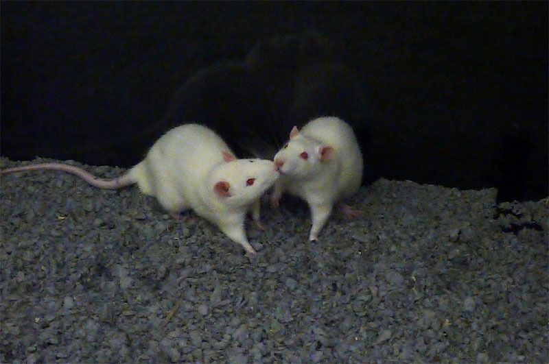 white Rats nose to nose black background