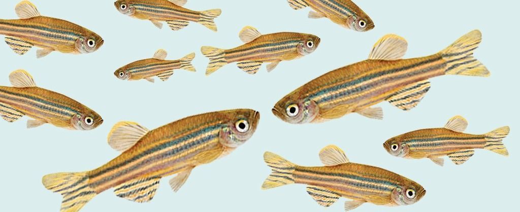 Zebrafish collage