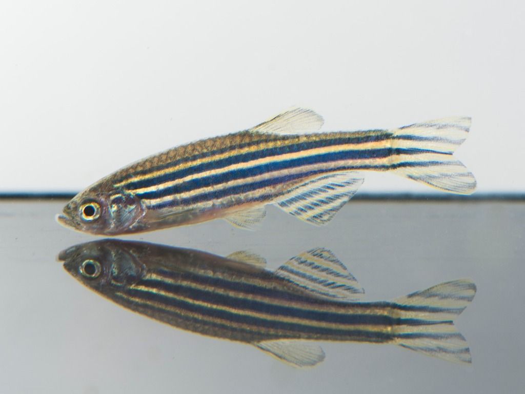 zebrafish mirroring in the floor