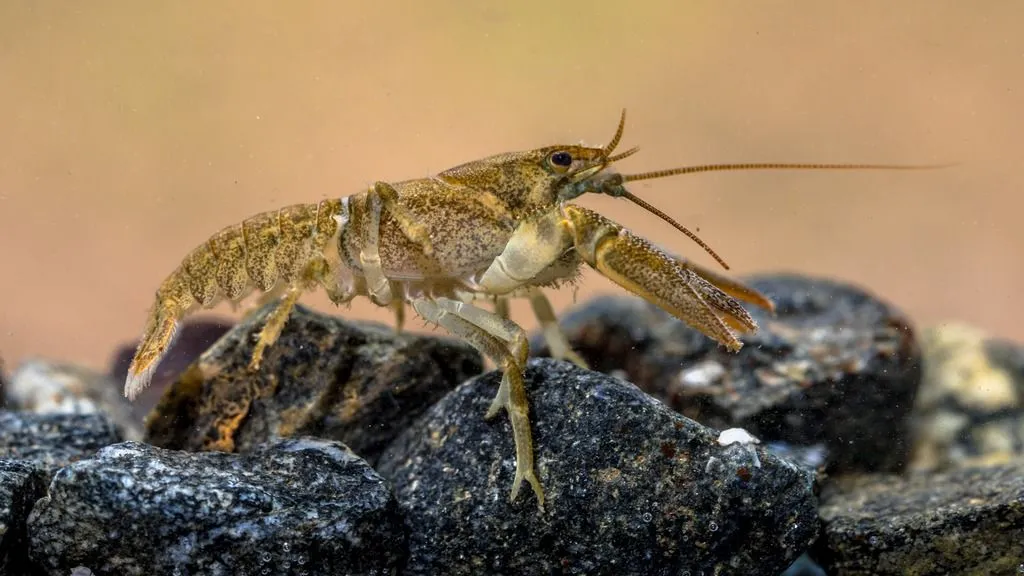 Anxiety is ancient – how crayfish resemble vertebrates