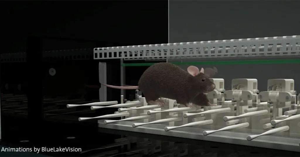 Autistic mice have motor learning difficulties specific to the cerebellum