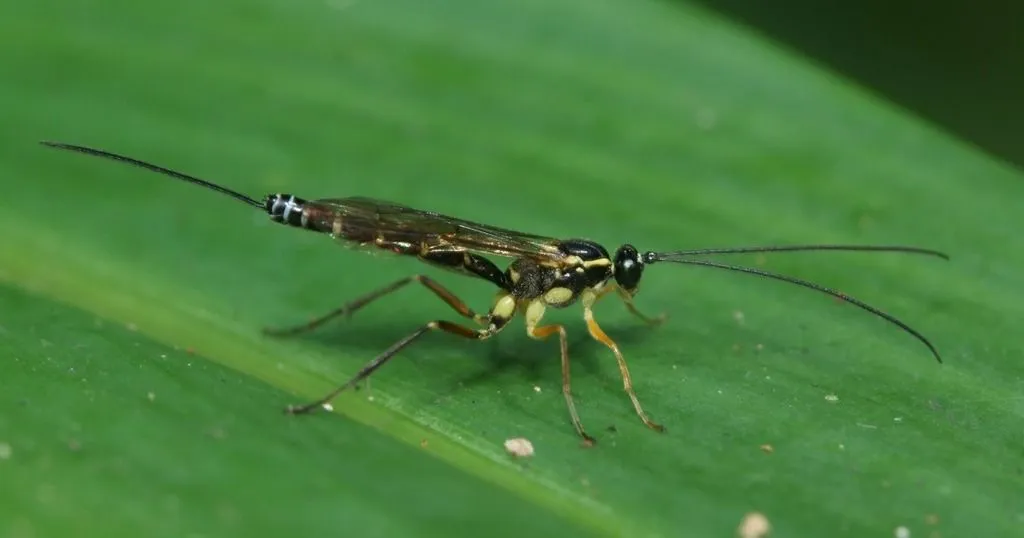 High-throughput screening of beneficial insects