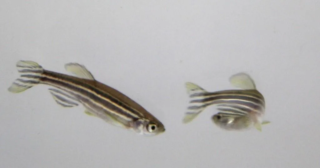 Zebrafish behaviors shows true effect of chemicals on aquatic animals