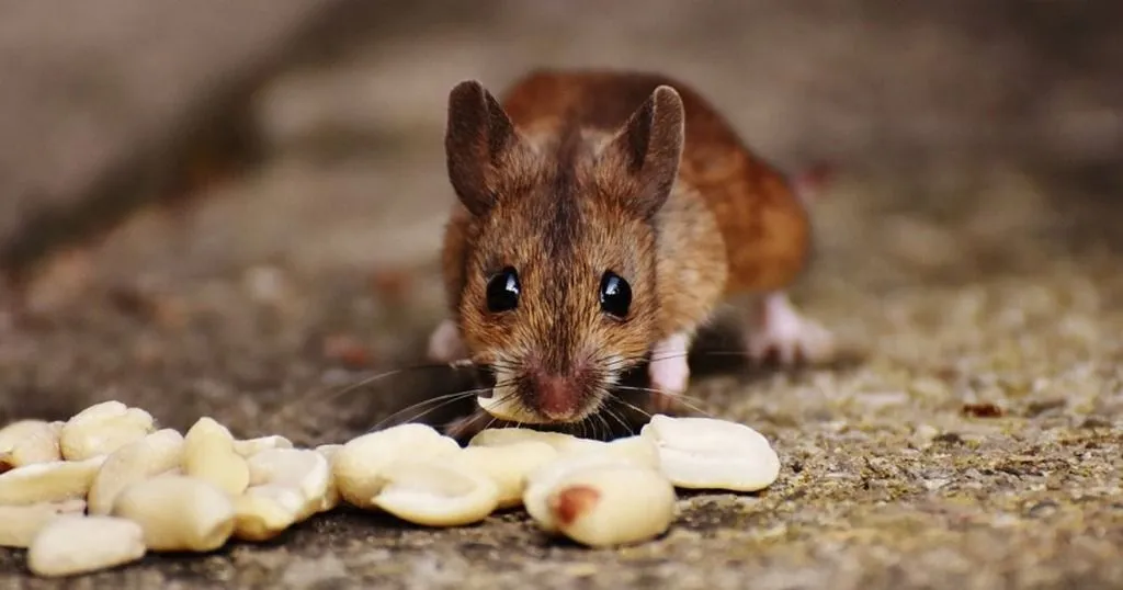 Mimicking human decision-making in a mouse model