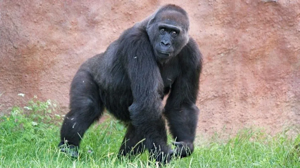 Decoding Gorillas’ gestures: Insights into primate communication