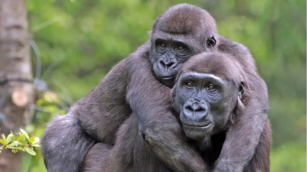 Decoding Gorillas’ gestures: Insights into primate communication