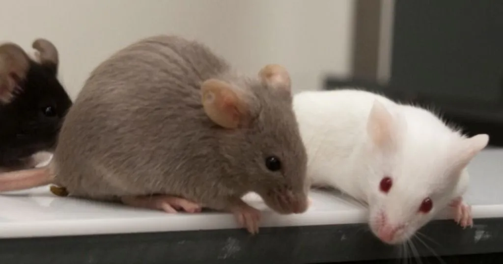 Drunken mice get aggressive on Alzheimer’s drugs