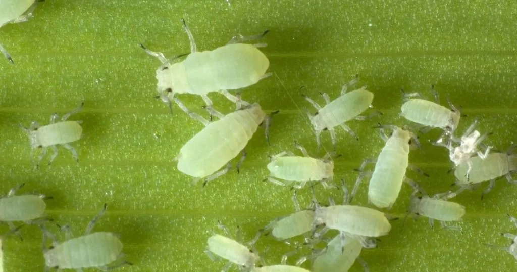 How you can efficiently screen for plant resistance to aphids