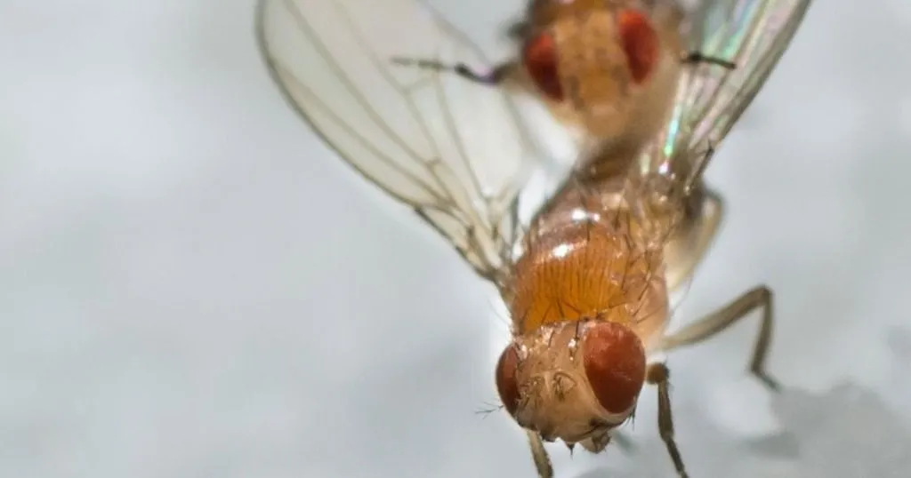 Walking in circles - the exploratory activity of Drosophila