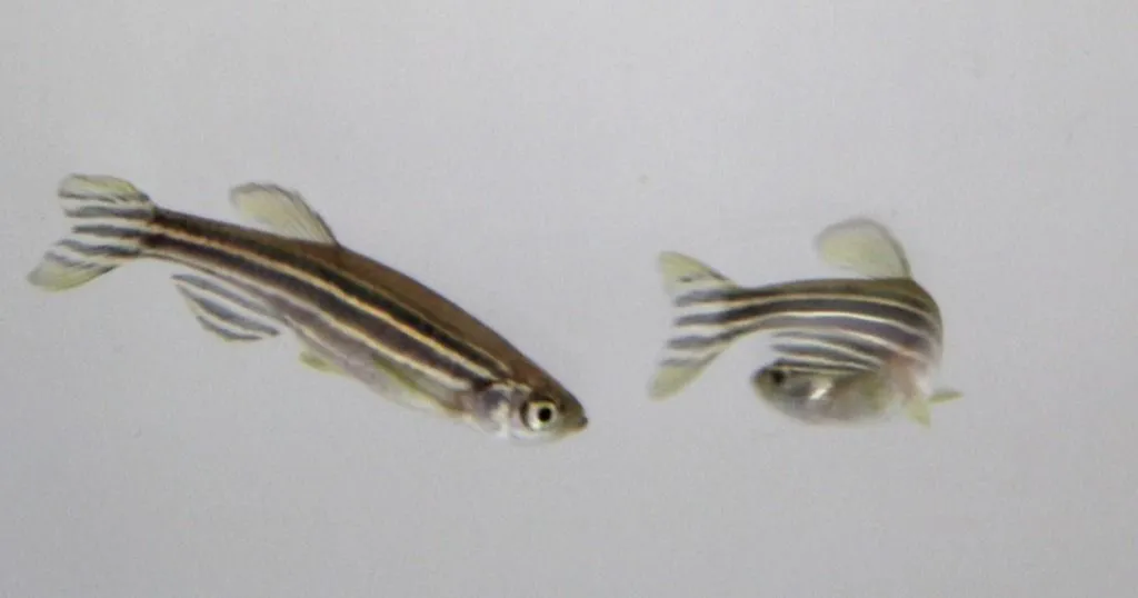 How to measure complex exploratory behavior in larval zebrafish