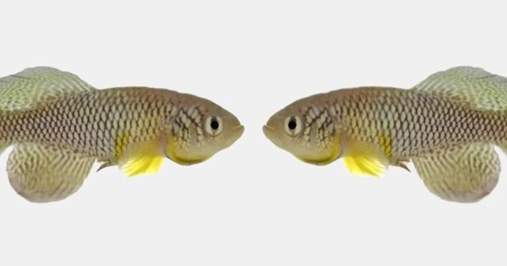 Fish live longer and are more active after eating “young poo”