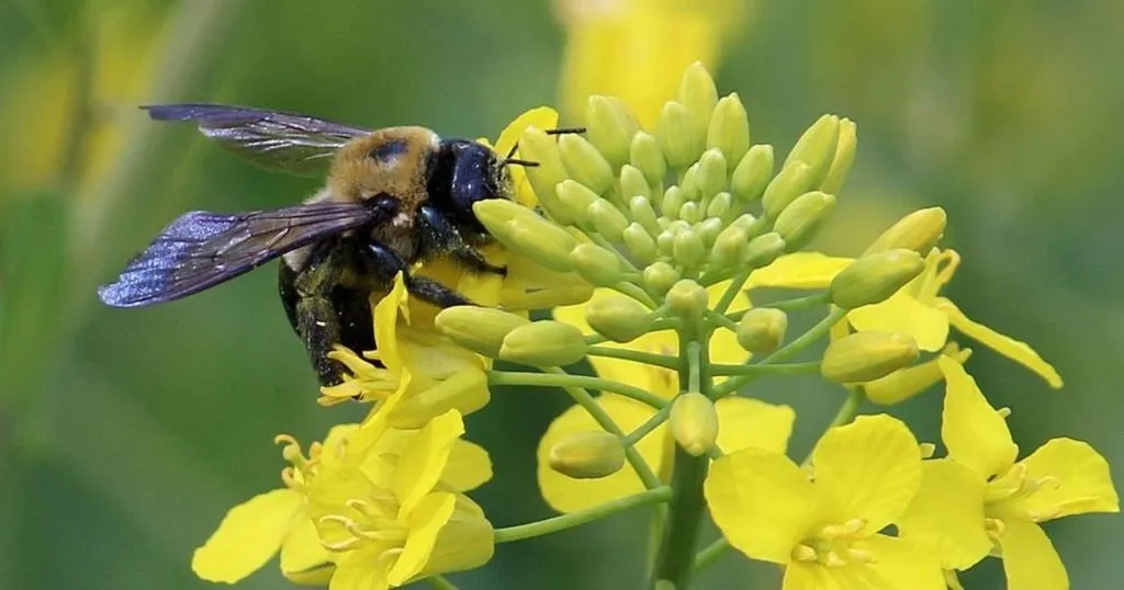 Flower preference in solitary bees