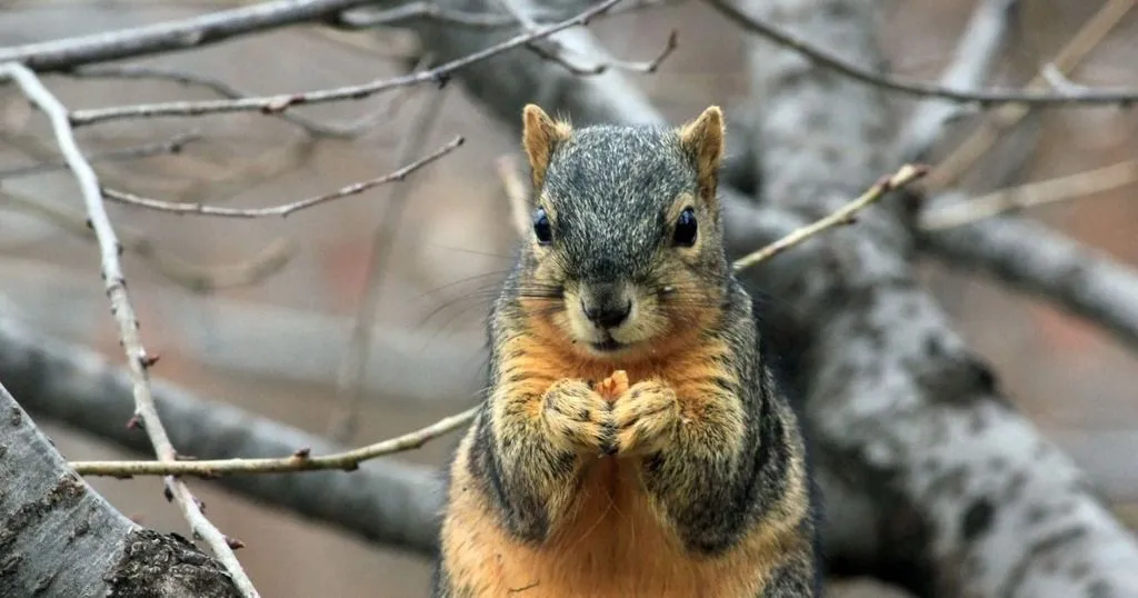 The relationship between food scarcity and caching in fox squirrels