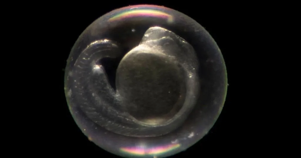 4 Facts about zebrafish and zebrafish larvae