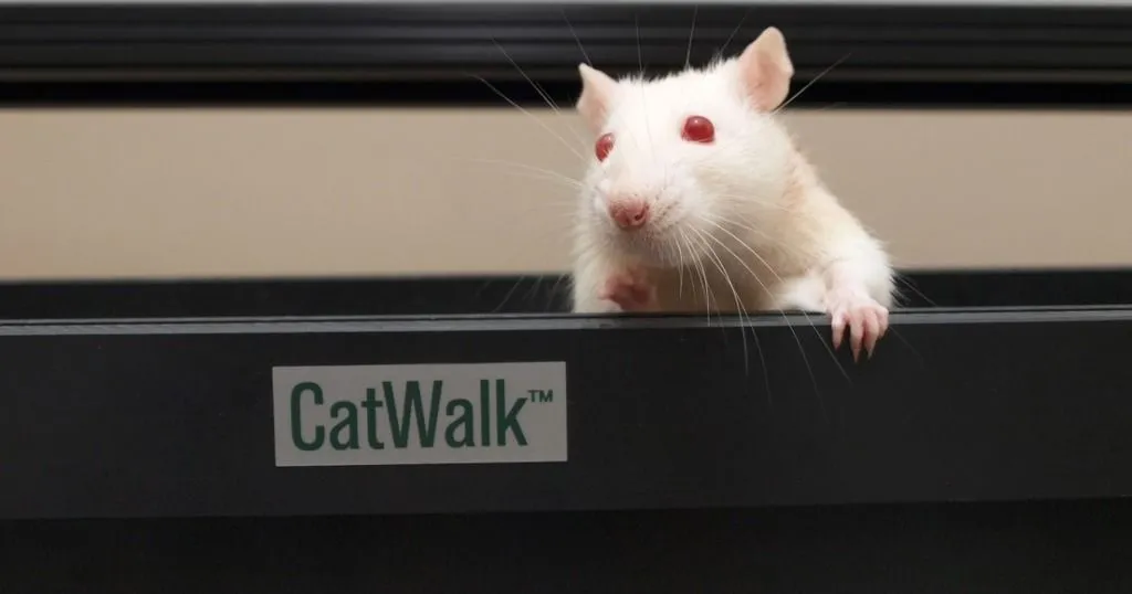 Gait research: let your animals walk freely