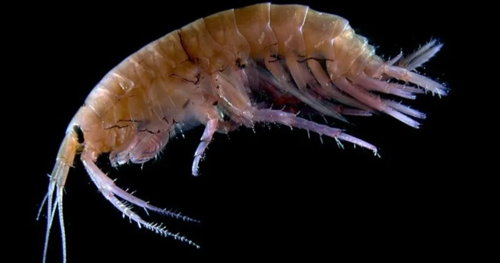 Nearly impossible to video track: small shrimp