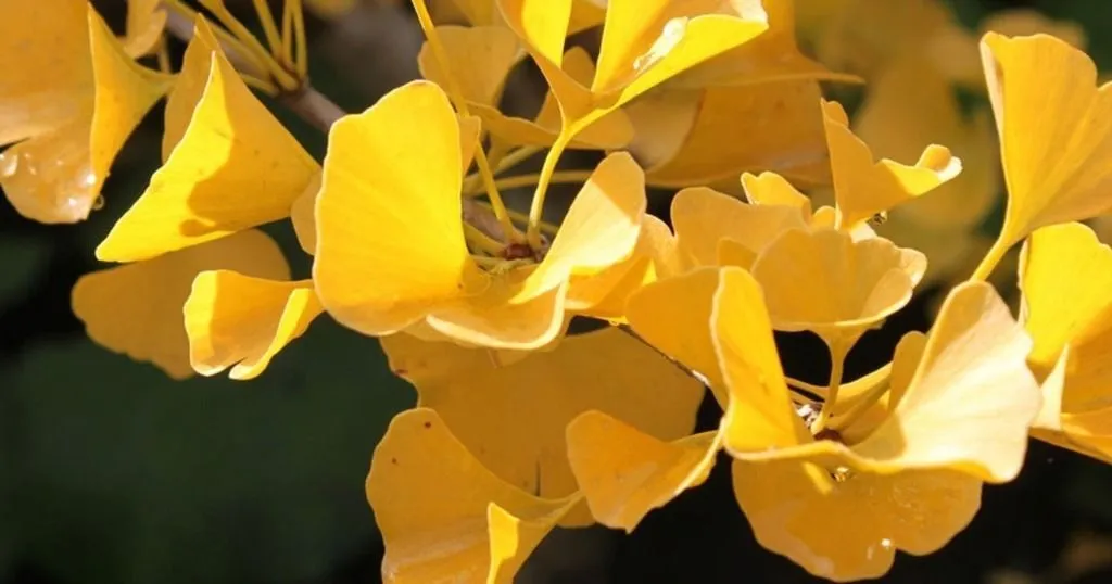 How Ginkgo biloba helps treat Alzheimer’s