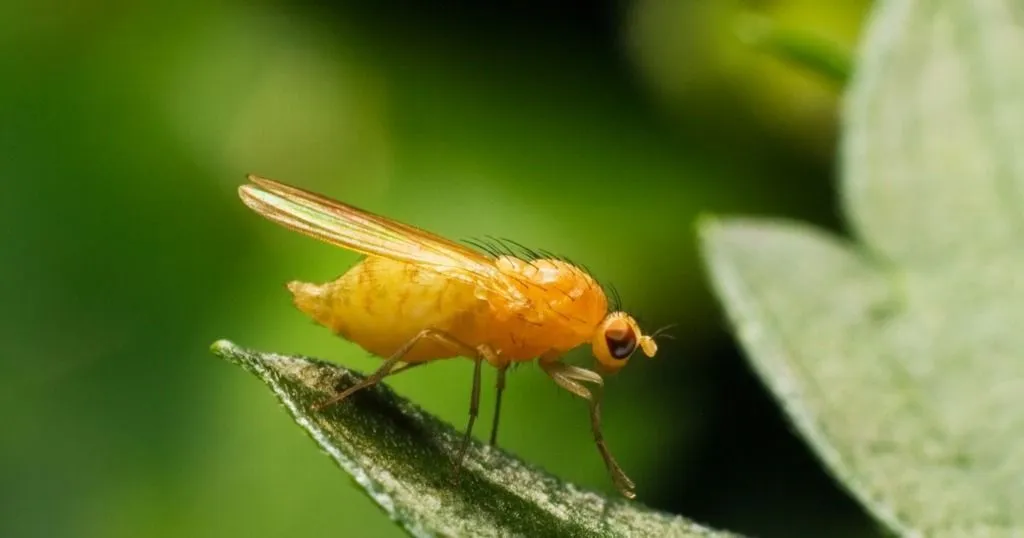 How autistic fruit flies behave