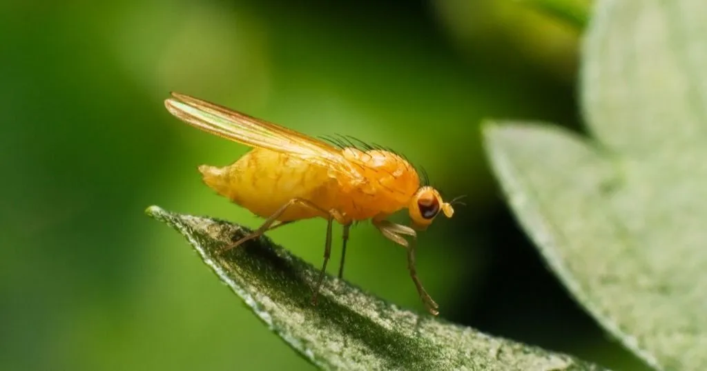 How fruit flies find your food (and mates!)