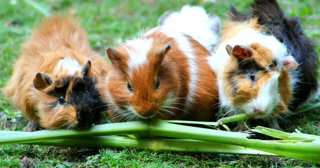 How wild cavies and domesticated guinea pigs differ